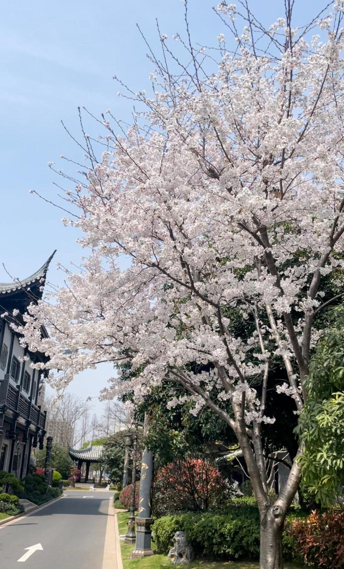 Royal Garden Hotel Shanghai-Free Shuttle To And From Disney & Pvg & Close Metro Line2 Easy To Sha New Expo Екстер'єр фото